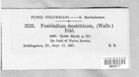 Venturia inaequalis image